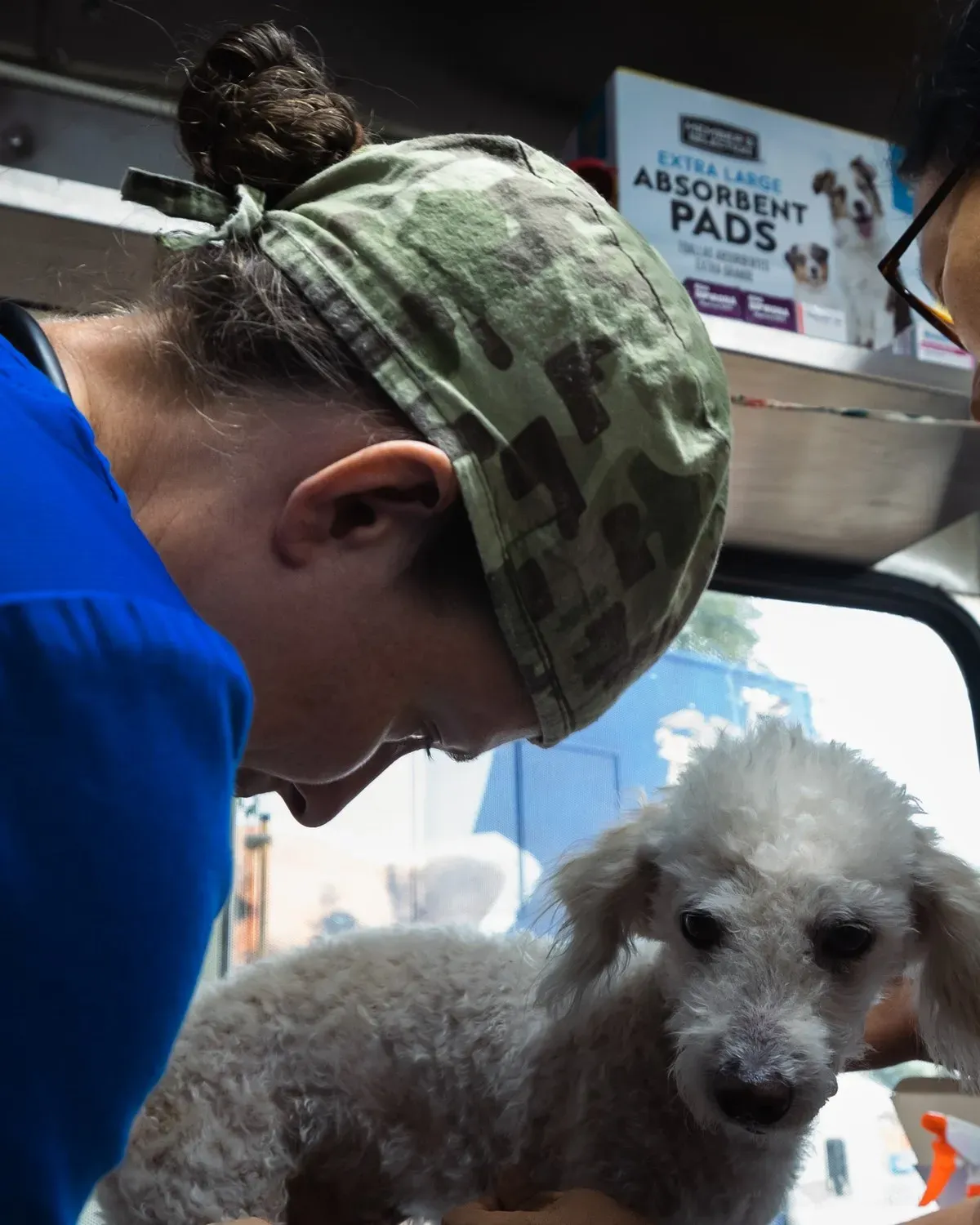 Atención veterinaria a un perro en una jornada de salud animal en Chino, Colombia